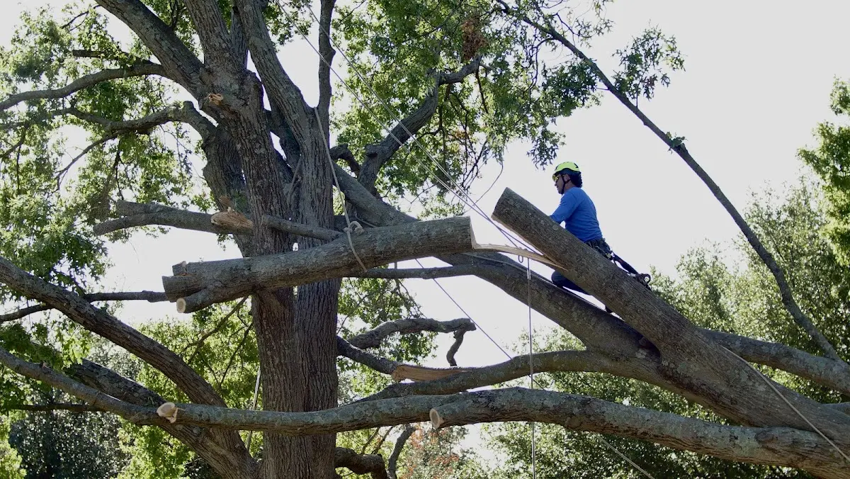 Professional Crown Thinning performed by certified arborists in North Georgetown
